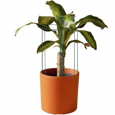 HA5170 PODPORA ROSTLIN