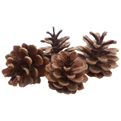 Vánoční stromek Borovice diamantová na kmínku 140 cm